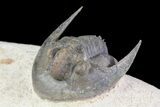 Sculptoproetus Trilobite - Excellent Example #66907-1